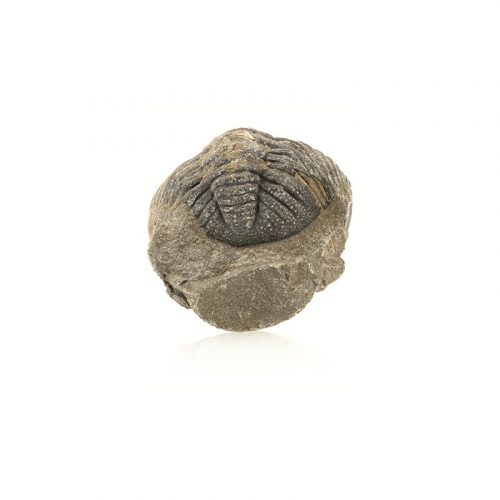 Fossiel Trilobiet