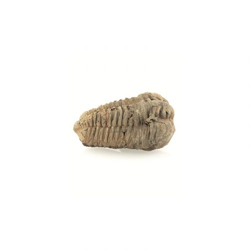 Fossiel Trilobiet bruin ca. 6 cm