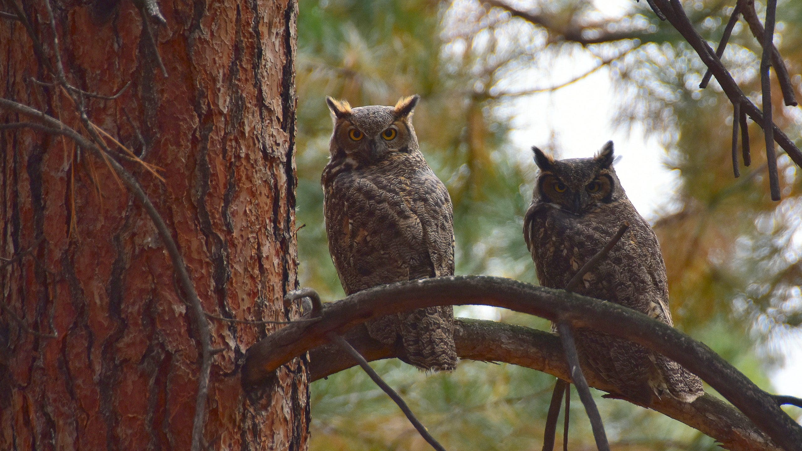 twee uilen op een tak in het bos