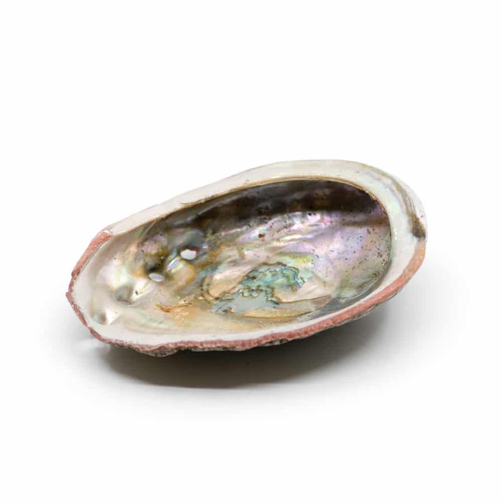 Abalone Schelp - Medium - 70 tot 90 mm