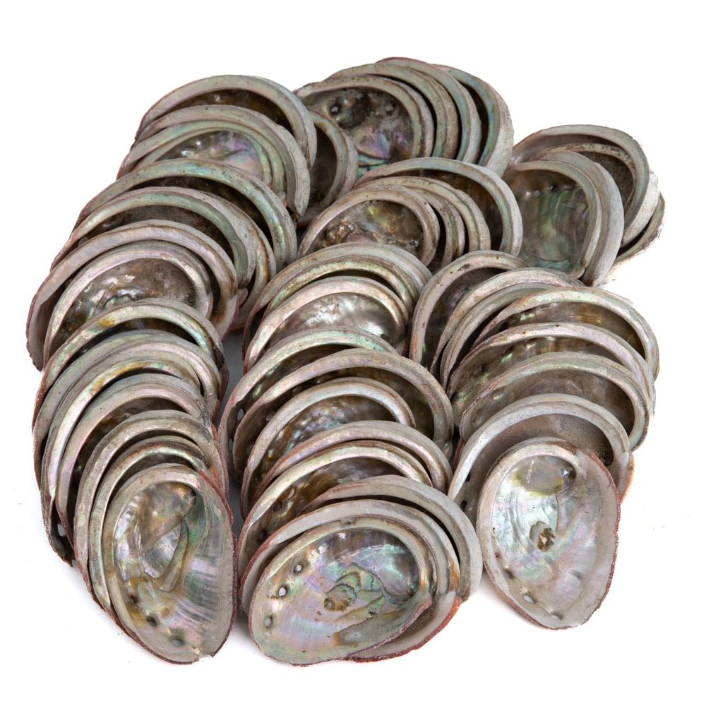 Abalone Schelpen uit Chili - 50 tot 100 mm - Bulkverpakking (pallet) - 500 KG (ca. 2000 ~ 3000 stuks)