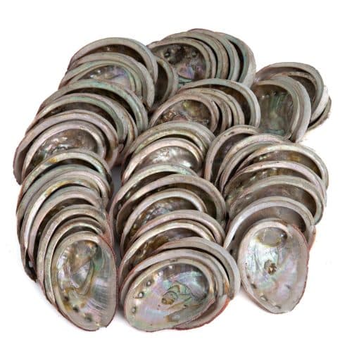 Abalone Schelpen uit Chili - 50 tot 100 mm - Bulkverpakking (pallet) - 100 KG (ca. 400 ~ 500 stuks)