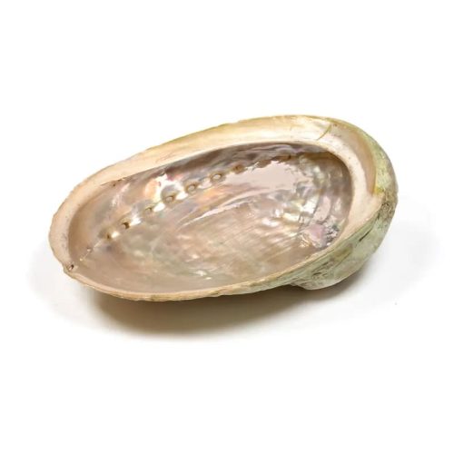 Abalone smudge schelp Haliotis diversicolor XL -- ±250-350g